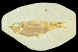 Fossil Fish (Knightia) - Green River Formation #126201-1
